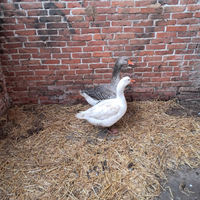 Galline e oche