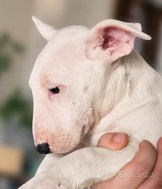 Bull terrier
