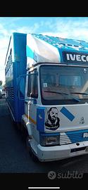 Iveco 79.14 trasporto cavalli