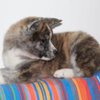 Cuccioli di akita inu