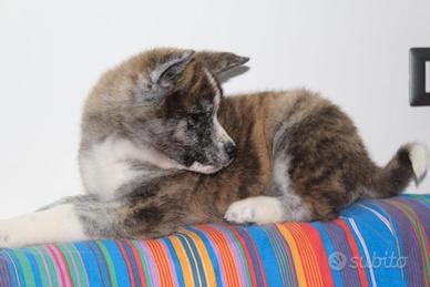 Cuccioli di akita inu