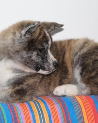 Cuccioli di akita inu