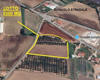 Terreno con un uliveto anche edificabile