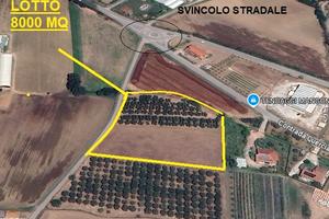 Terreno con un uliveto anche edificabile