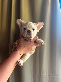 Bulldog francese cuccioli