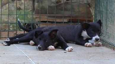 Cuccioli di border collie con pedigree