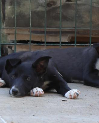 Cuccioli di border collie con pedigree