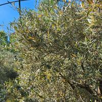ALBERI DI ULIVO DA ESTIRPARE