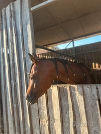 Cavallo