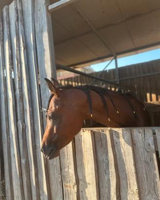 Cavallo