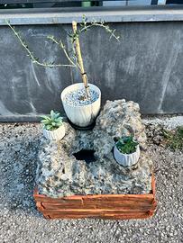 Composizione artigianale ulivo bonsai con fontana