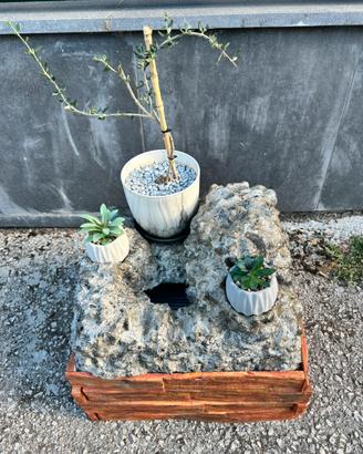 Composizione artigianale ulivo bonsai con fontana