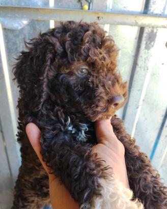 Cuccioli di Lagotto Romagnolo
