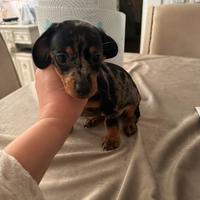 Cucciola di bassotto
