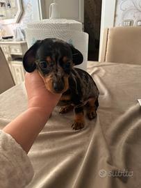 Cucciola di bassotto