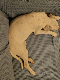 Cuccioli Dalmata