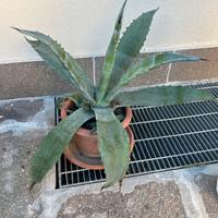 Agave