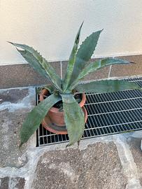 Agave