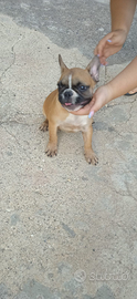 Buldog francese femmina