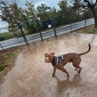 Pittbul maschio per accoppiamento