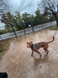 Pittbul maschio per accoppiamento