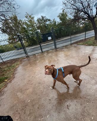 Pittbul maschio per accoppiamento