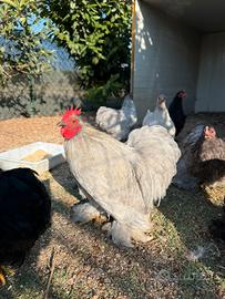 Galline ornamentali, cocincine nane, moroseta etc