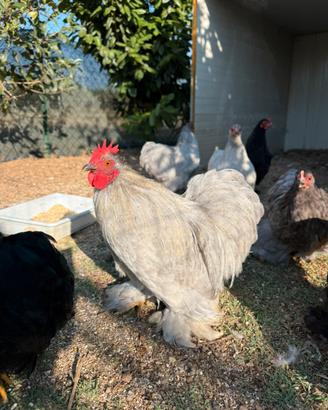 Galline ornamentali, cocincine nane, moroseta etc