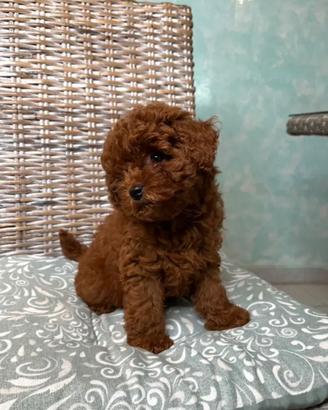 Cucciola Barboncino Mini Toy