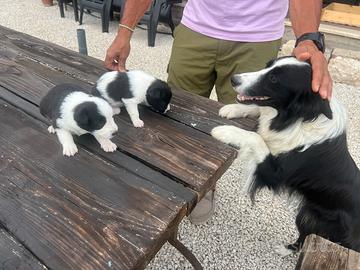 Border Collie