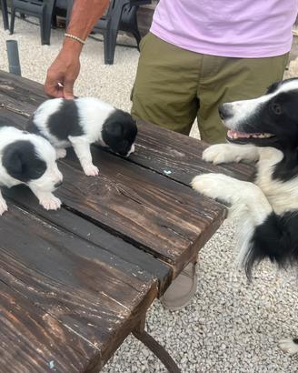 Border Collie