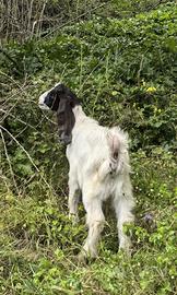 Capretto ,becco,capra maltese