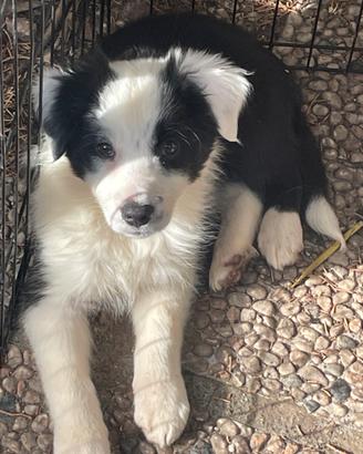 Border Collie
