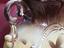 Immagine 6