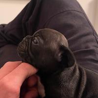 Cucciolo bulldog francese