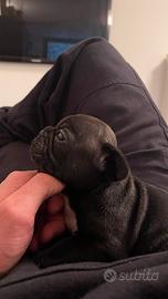 Cucciolo bulldog francese
