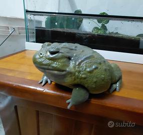 Rana Toro Africana Femmina di 400gr