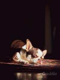 Chihuahua da monta