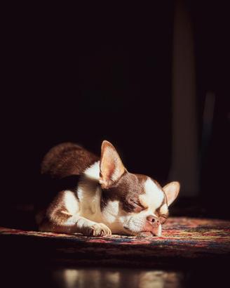 Chihuahua da monta