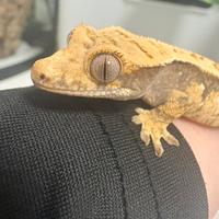 Geco Ciliatus + terrari, accessori e cibo