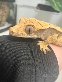 Geco Ciliatus + terrari, accessori e cibo