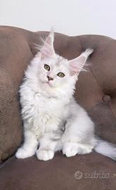 Cuccioli Maine coon linea estera
