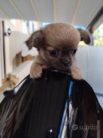 chihuahua femmina