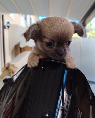 chihuahua femmina