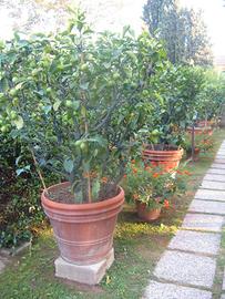 Piante Limoni in vaso di terracotta