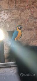 Pappagallo ara giallo blu di 5 anni