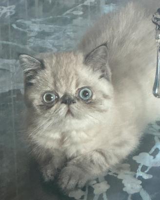 Perla
