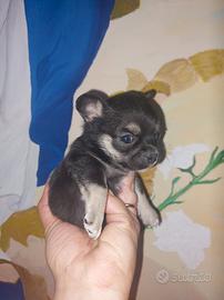 Chihuahua nana con pedigree