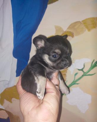 Chihuahua nana con pedigree