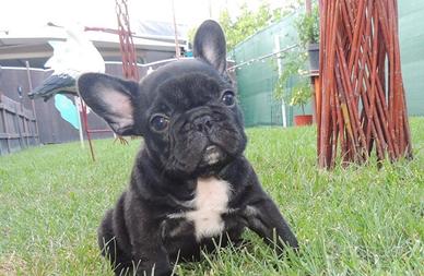 Bulldog francese